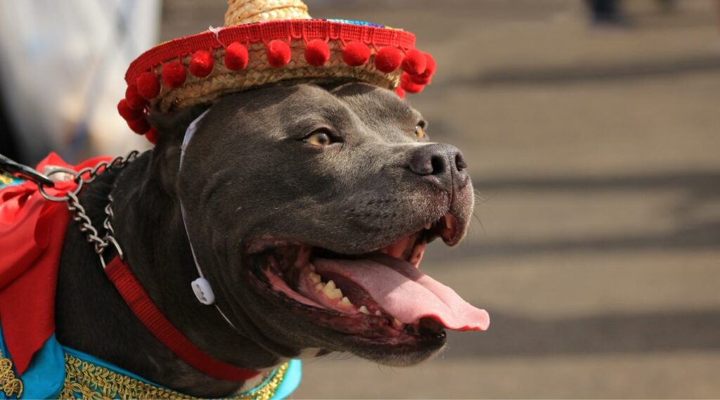 Un pitbull que parece feliz y orgulloso con un sombrero y un disfraz mexicanos.