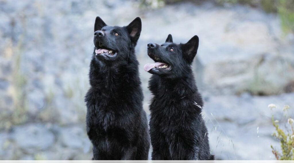 dos perros calupoh sentados afuera