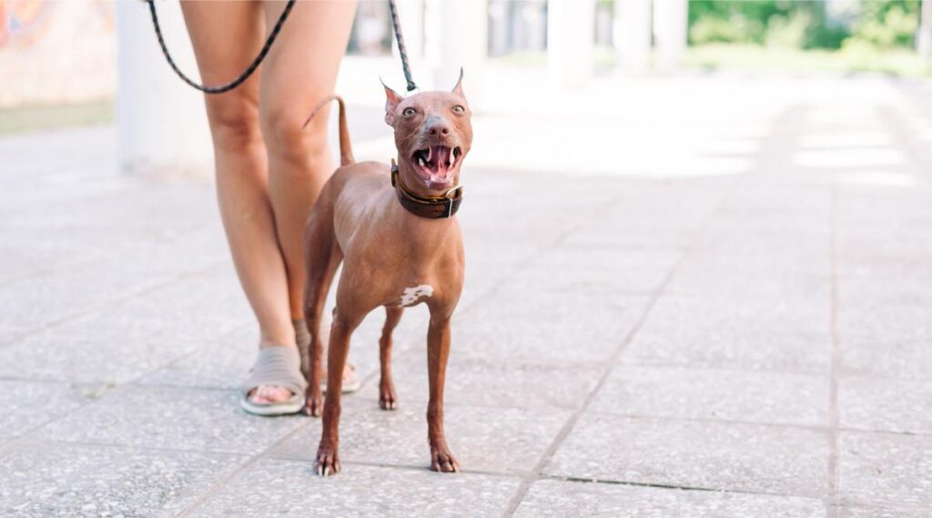 Mujer sostiene con correa a su perro xoloitzcuintli que gruñe