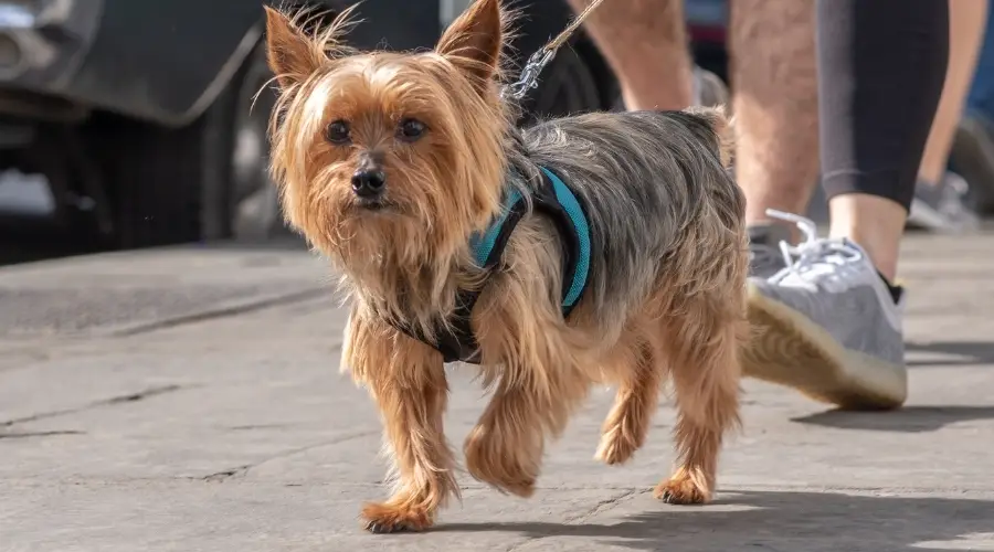 Yorkshire Terrier con arnés equipado