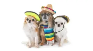 13 Razas De Perros Mexicanos Y Otros Cachorros Populares en