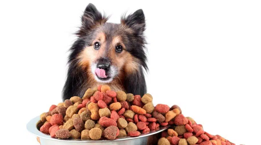 Los Mejores Alimentos Para Perros Shelties: Cachorros, Adultos Y Personas