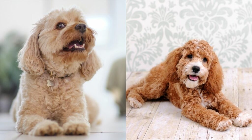 Cavapoo vs Cockapoo tirados en el suelo uno al lado del otro