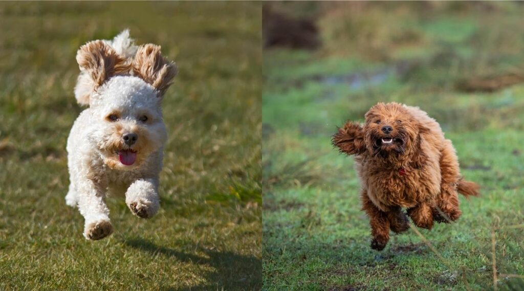 Cavapoo vs Cockapoo corriendo afuera uno al lado del otro