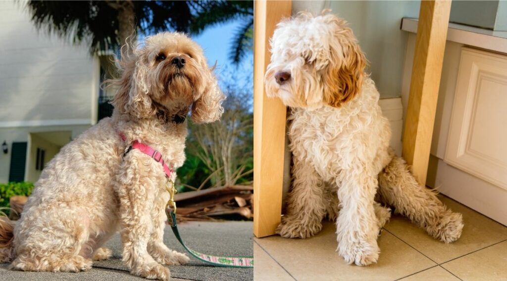 Cavapoo vs Cockapoo entrenando uno al lado del otro