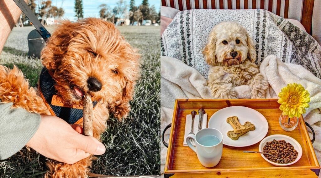 Cavapoo comiendo un palo y Cockapoofood en la cama, uno al lado del otro