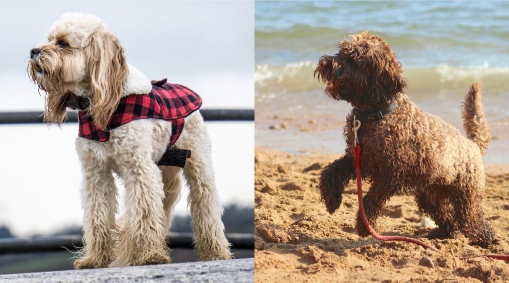 Cavapoo vs Cockapoo mojado afuera uno al lado del otro