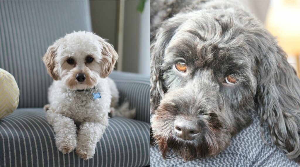 Ancianos Cavapoo vs Cockapoo tumbados en sofás grises uno al lado del otro