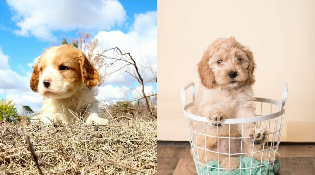 Cachorros Cavapoo vs Cockapoo uno al lado del otro