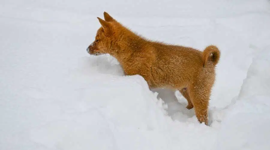 Spitz finlandés