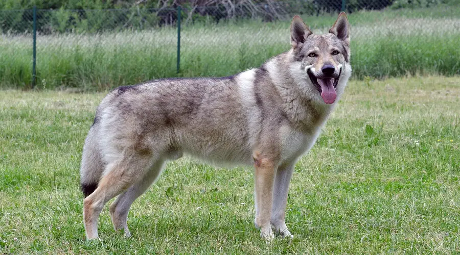 Perro lobo checoslovaco