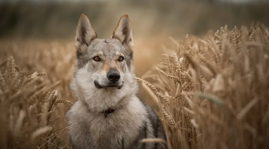 Raza de perro Kugsha en el campo