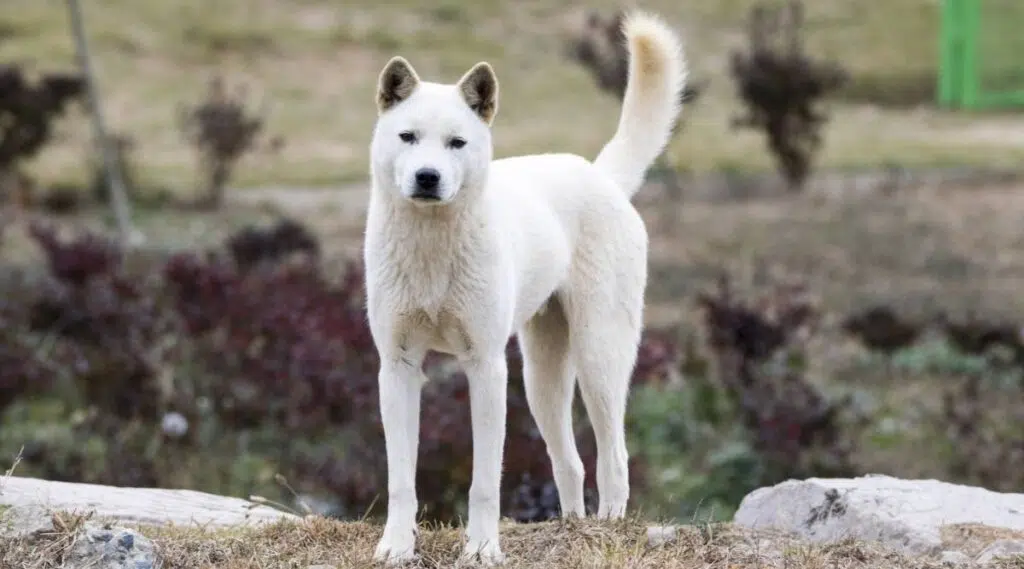 Jindo coreano parado afuera