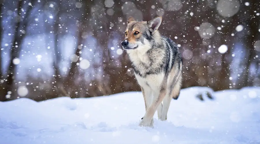 Perro lobo de Saarloos en la nieve