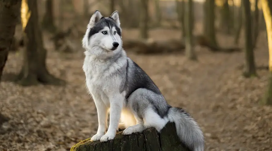 Husky siberiano sentado en el tocón de un árbol