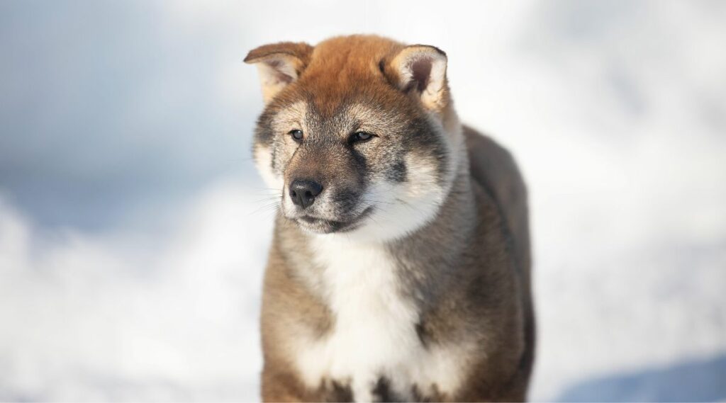 Cachorro Shikoku Ken en la nieve del invierno