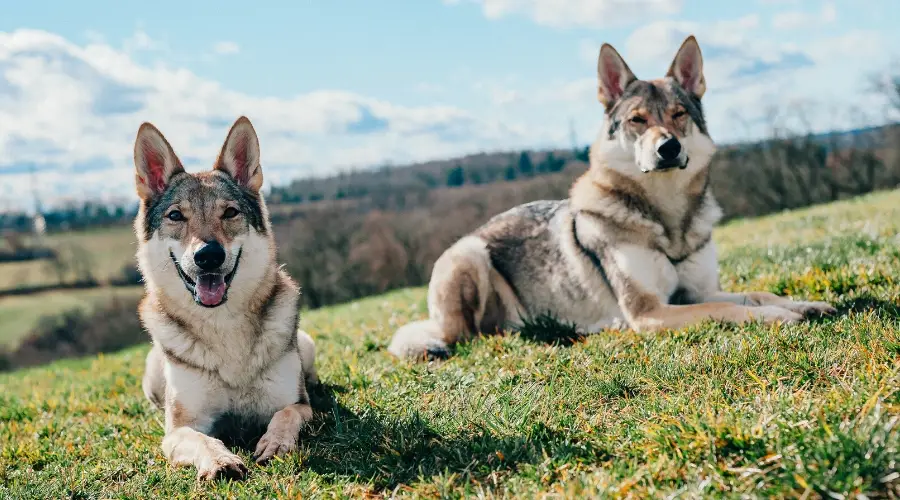 Perros Tamaskan sobre hierba