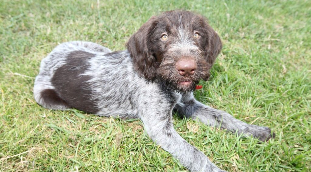 Cachorro Braco Alemán de pelo duro sentado en la hierba