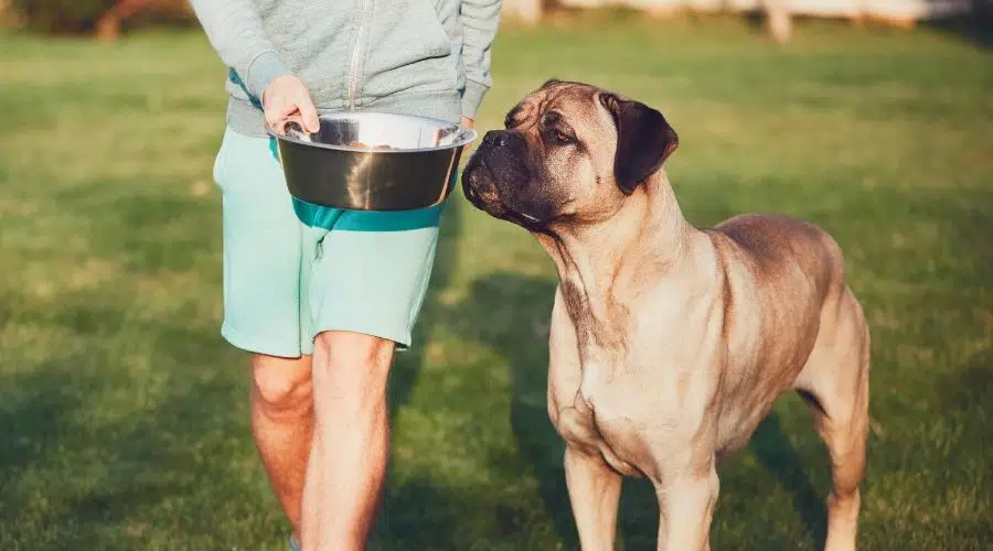 Hombre sujetando un plato de comida para perros junto a un perro grande