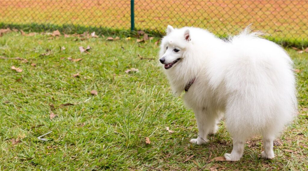 Perro esquimal americano en un parque cerrado