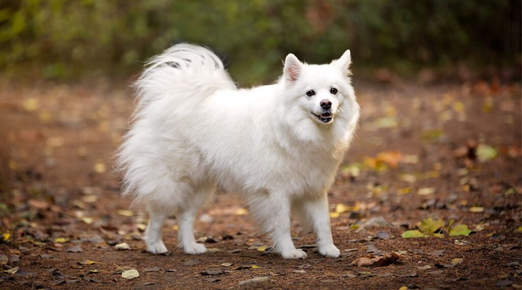 Perro esquimal americano de pie en un campo 