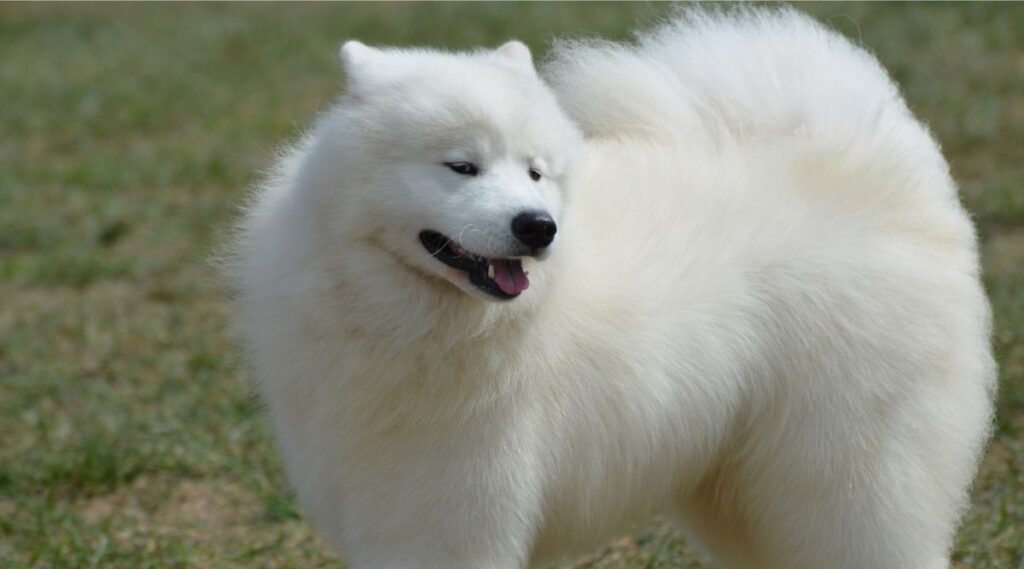 Perro esquimal americano con viento en piel