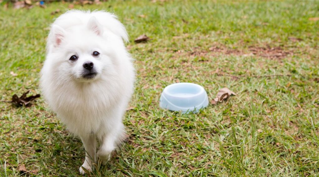 Perro esquimal americano afuera con tazón para perros