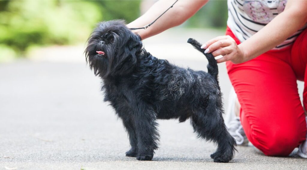 Pequeño Affenpinscher negro en el parque con una persona arrodillada junto a ellos.