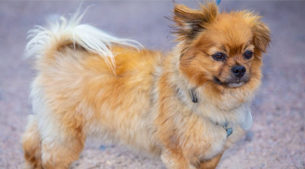 Lindo pequeño perro rojo de raza Affenpinscher en un leas