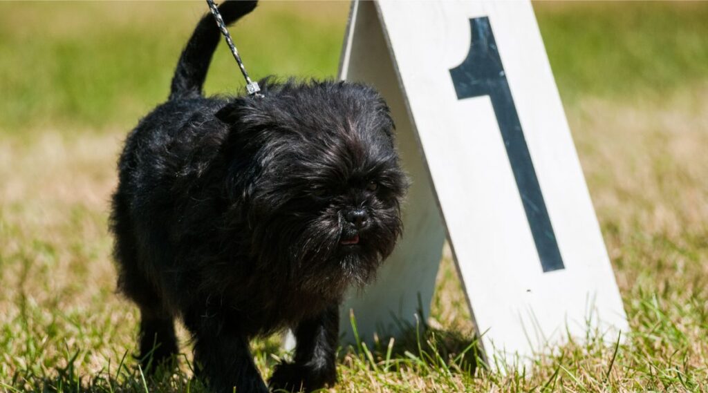 Affenpinscher exponiendo en una exposición canina en Nueva York