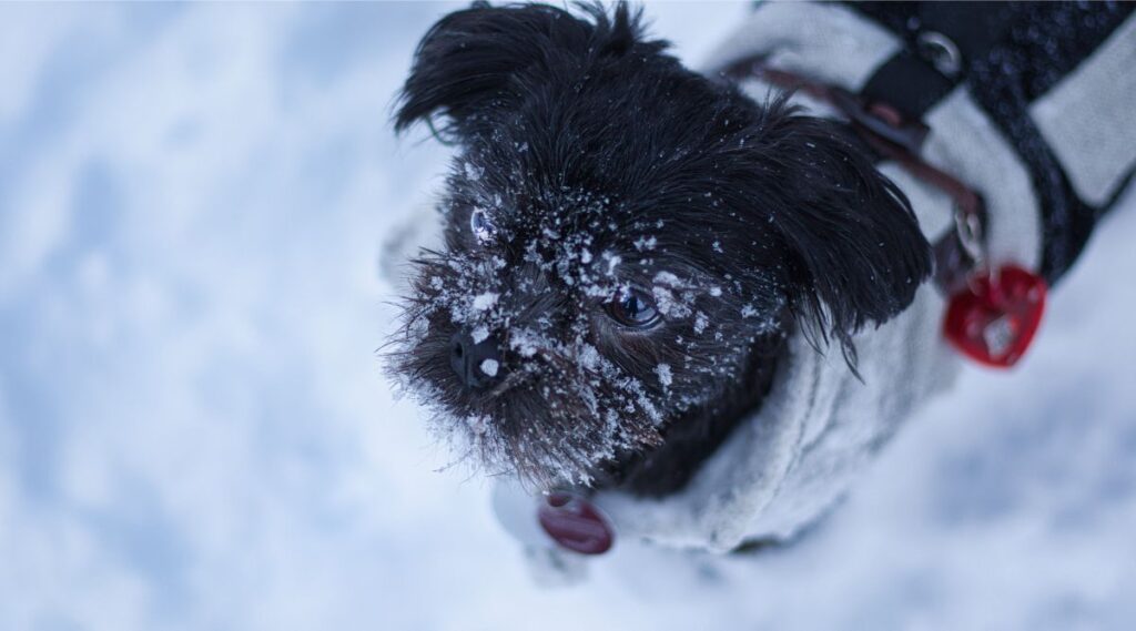 Affenpinscher negro mirando hacia arriba de pie en la nieve con nieve en el hocico