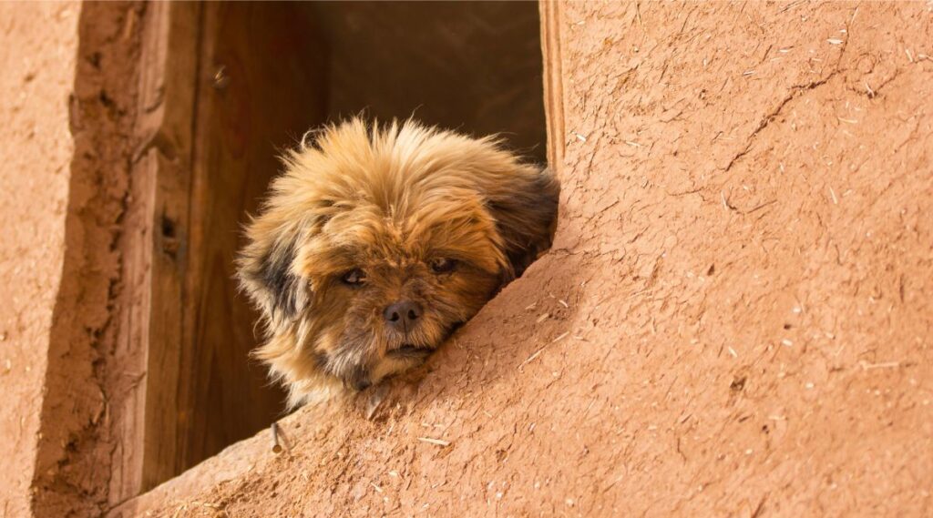 Affenpinscher rojo callejero mirando por una ventana