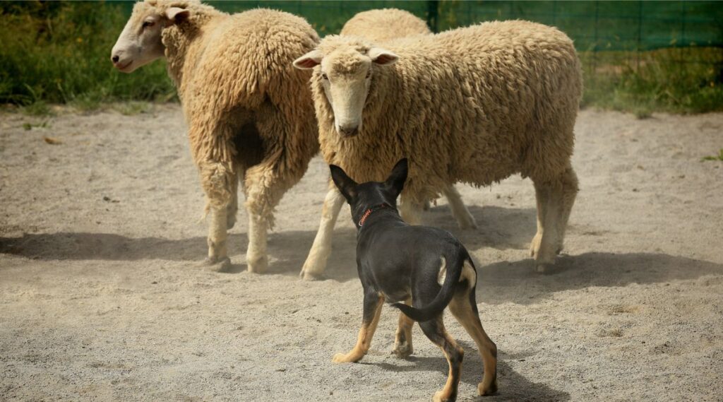 Kelpie australiano pastoreando ovejas