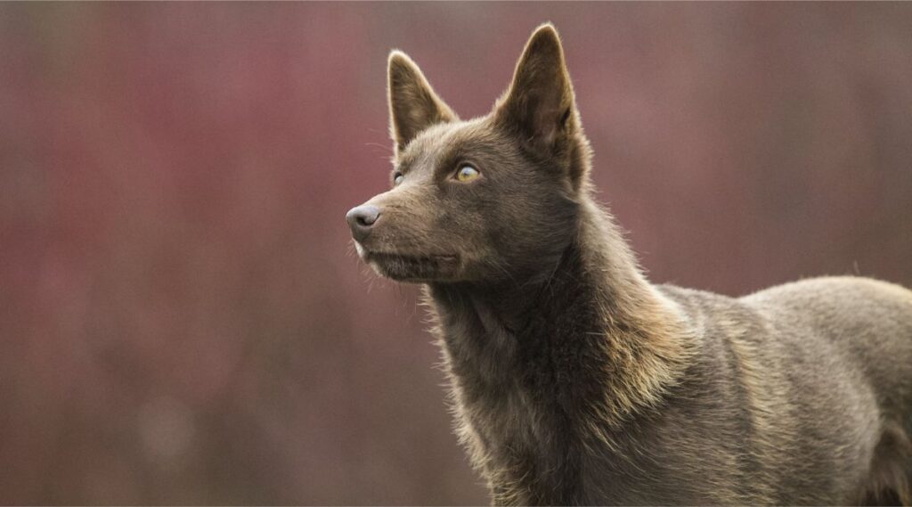 Kelpie australiano de pie con fondo rojo