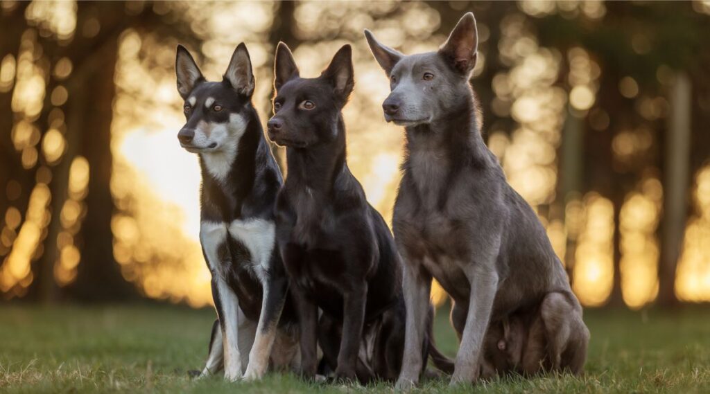 3 Kelpies australianos sentados afuera con diferentes colores de pelaje