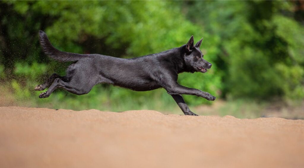 Un Kelpie australiano oscuro corriendo afuera en la tierra