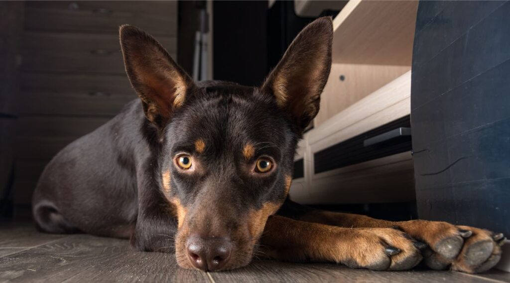 Kelpie australiano tirado en el suelo con aspecto enfermo