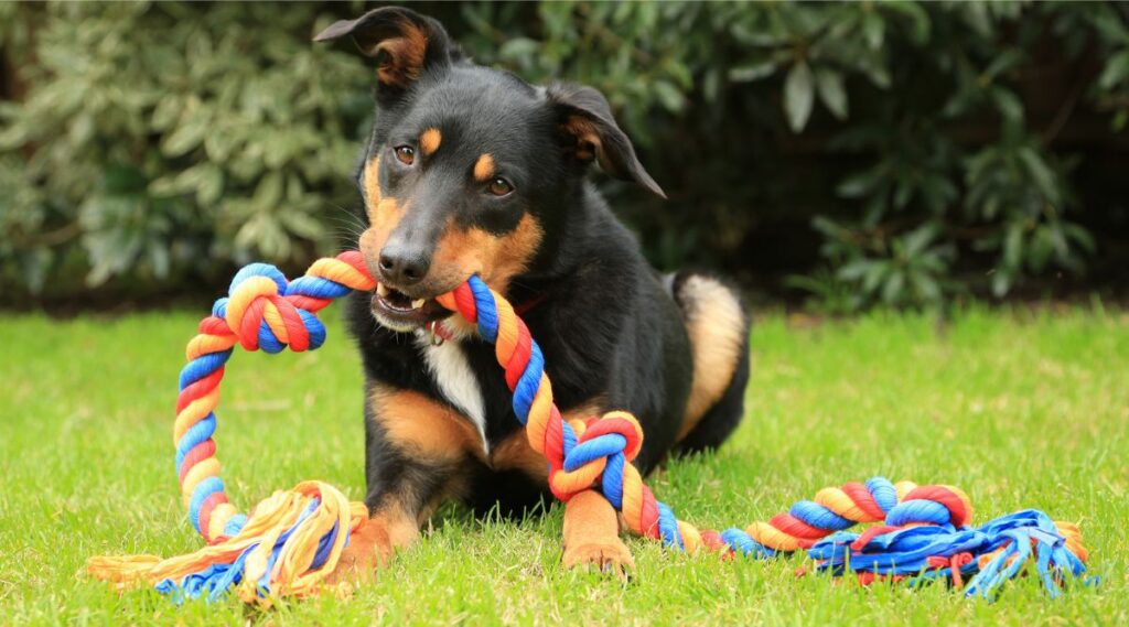 Kelpie australiano tendido en la hierba con un juguete de cuerda en la boca