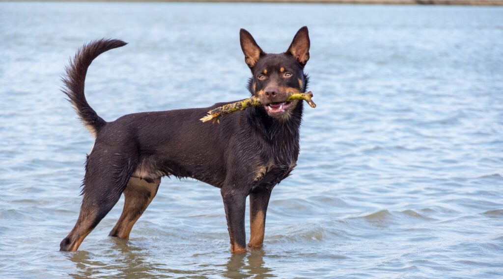 Kelpie australiano de pie en aguas poco profundas con un palo en la boca