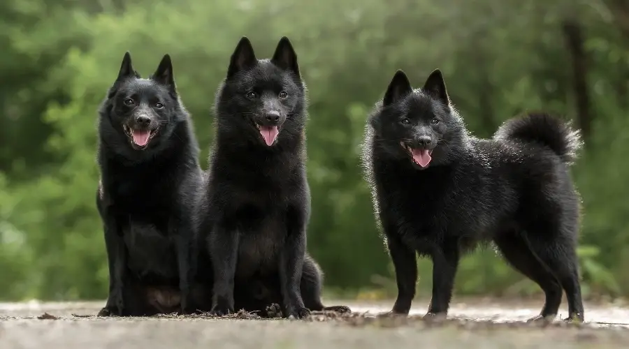 Tres perros Schipperke