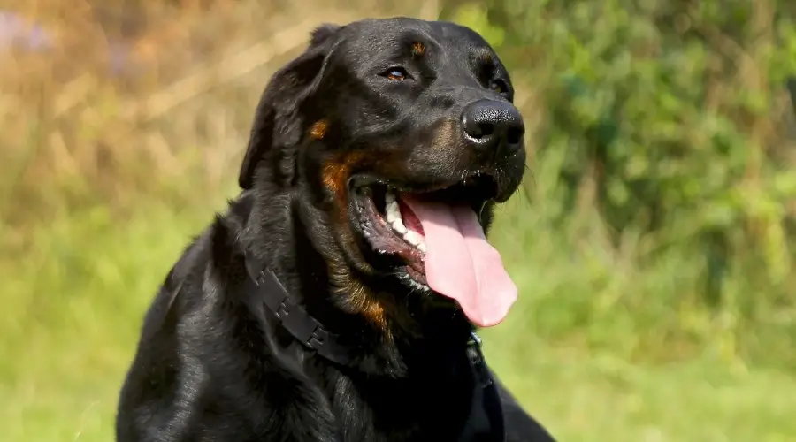 Perro Beauceron al aire libre