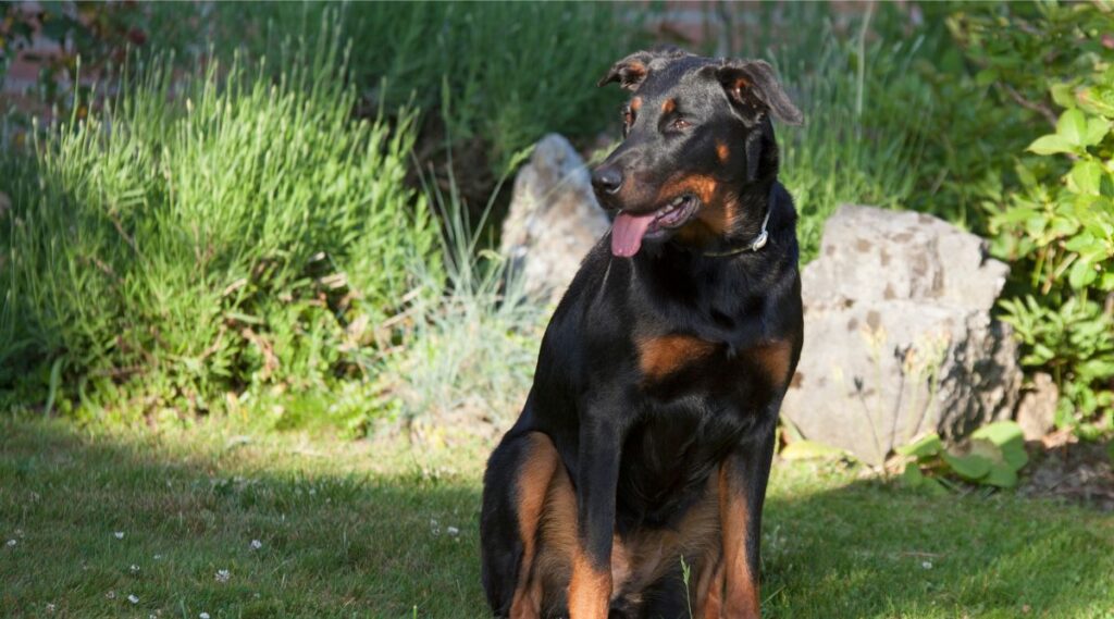 Beauceron sentado en la hierba mirando hacia la izquierda