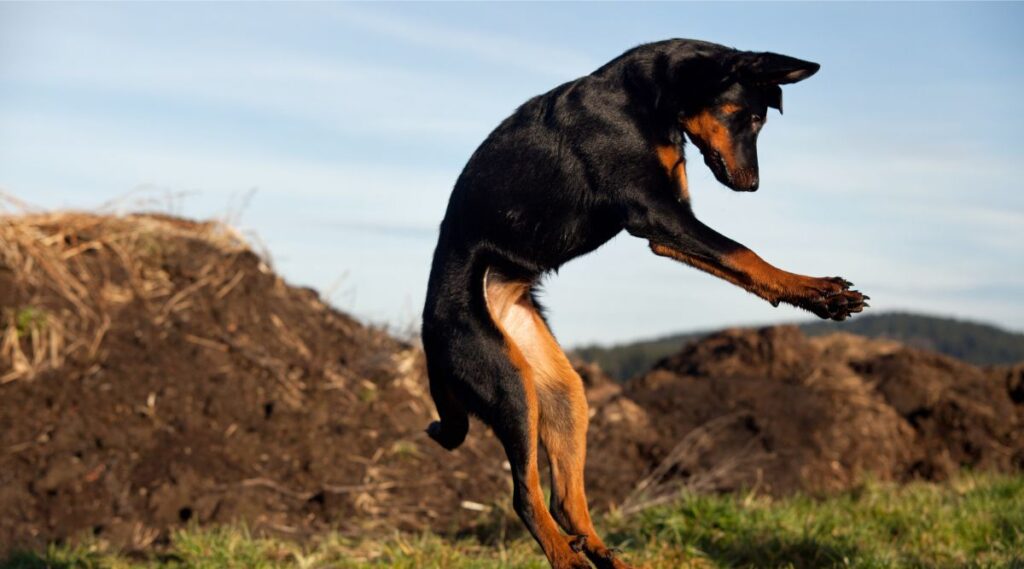 Beauceron saltando en el aire