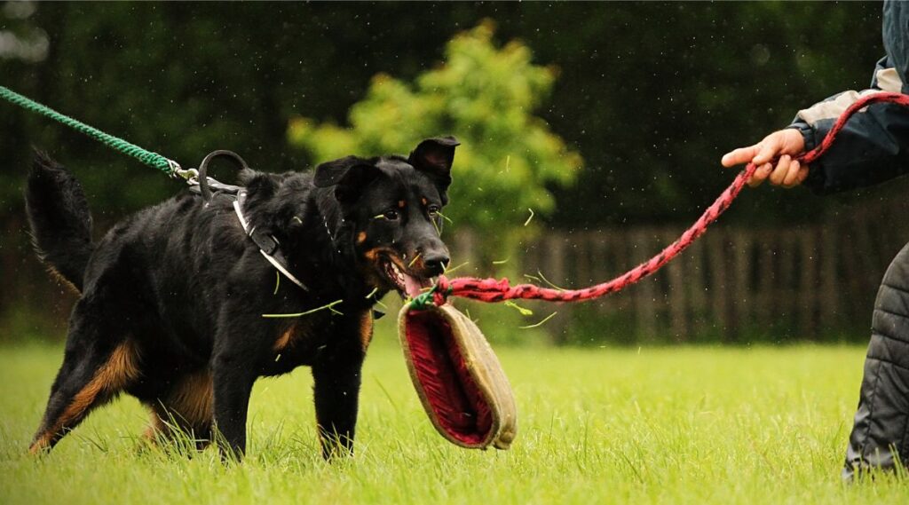 Beauceron con una correa persiguiendo un juguete con una cuerda