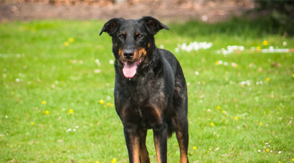 Beauceron de pie en la hierba