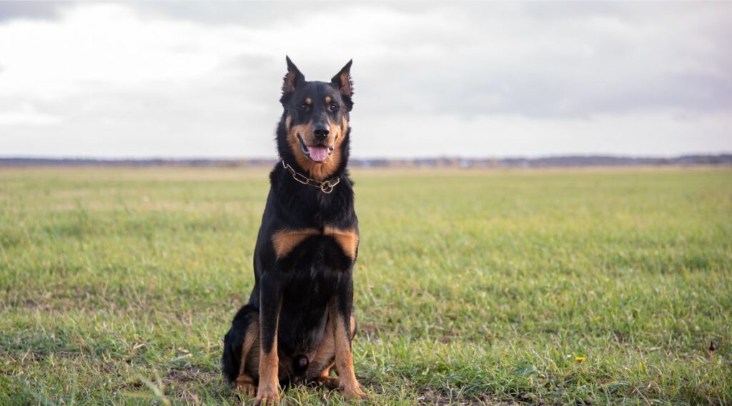 Beauceron sentado en la hierba