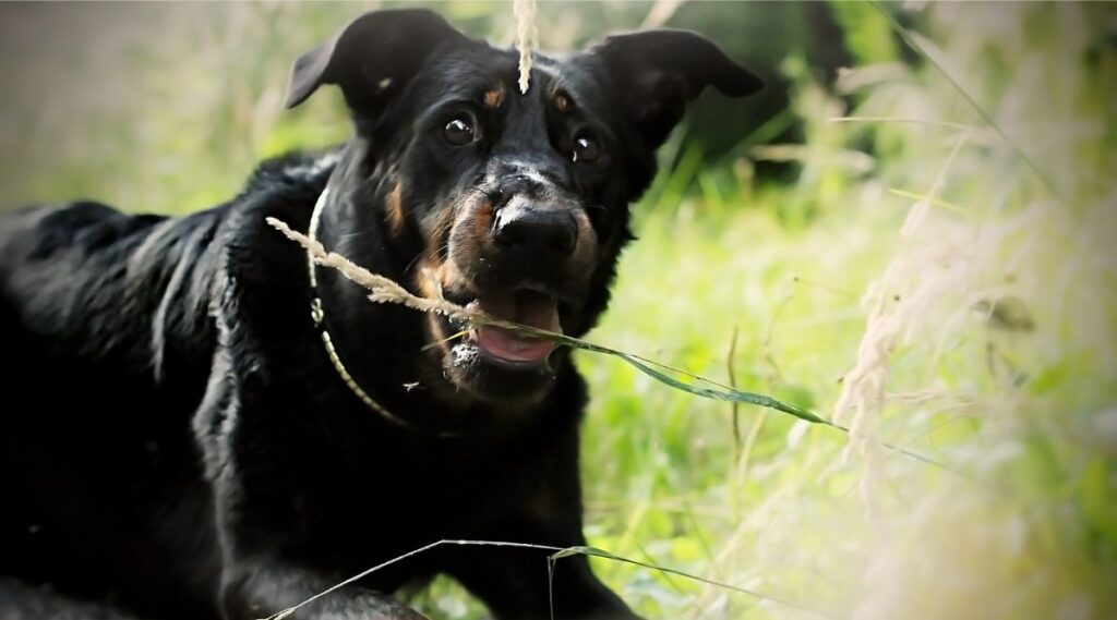 Beauceron comiendo hierba