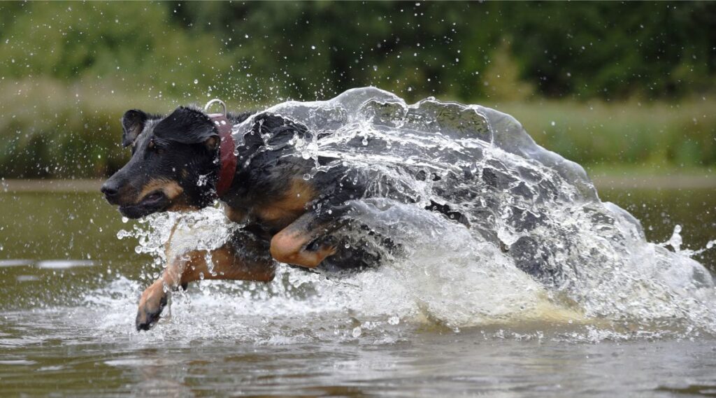 Beauceron saltando en el agua