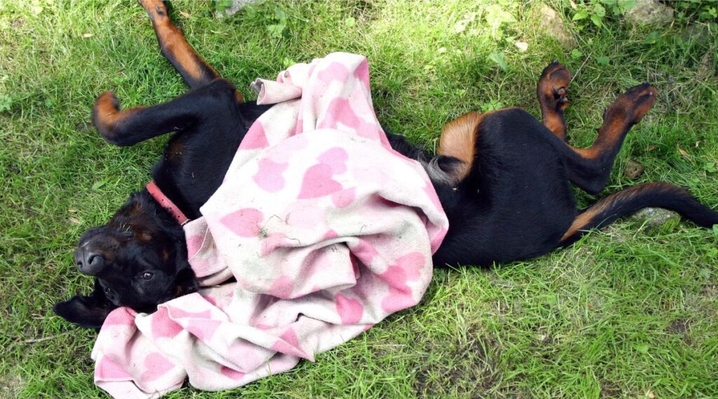 Perro Beauceron tirado en la hierba con una manta en la espalda