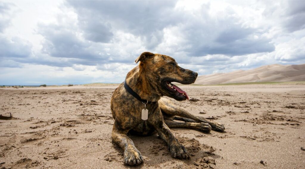 Perro Plott Hound tendido en una playa de arena